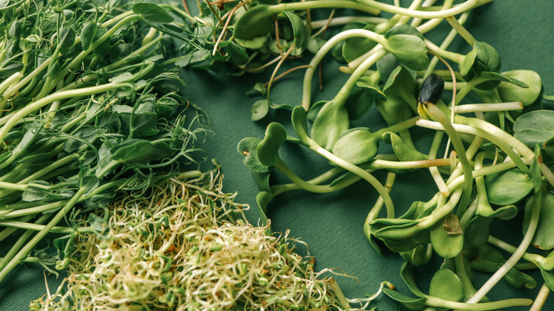 Various green sprouts on a green table
