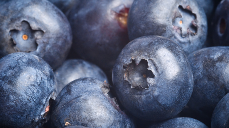 Large blueberries with greenery on white background