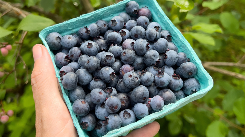 Hand holding carton of blueberries outside