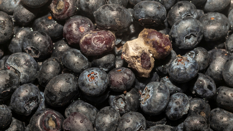Pile of moldy blueberries
