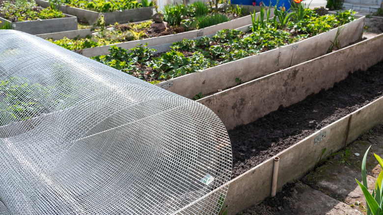 A roll of metal gopher mesh or hardware cloth resting on top of raised garden beds