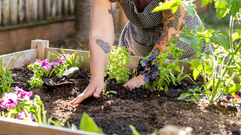 Close up of a woman tending to a raised garden bed