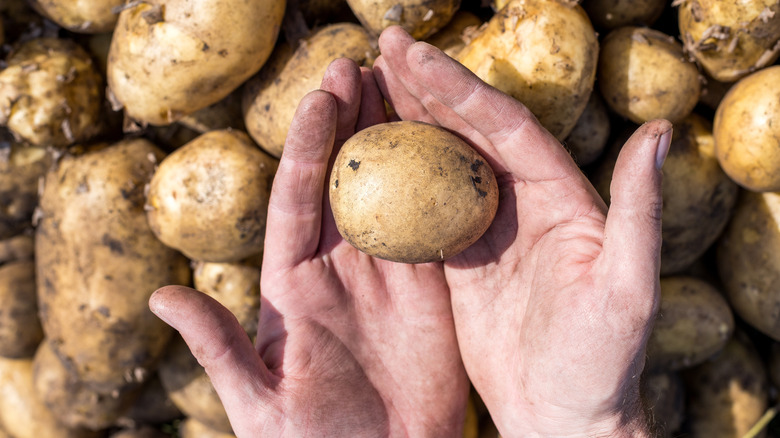 raw potato in person's hand