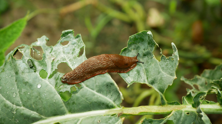 Garden slug on cauliflower leaves