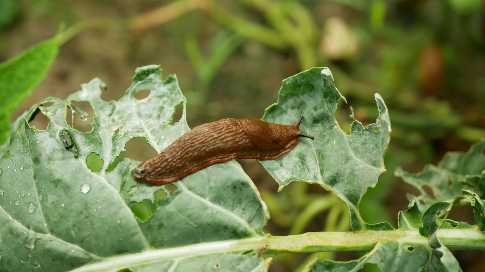 Banish Garden Slugs With A Cheap And Easy Beer Trap - Tasting Table