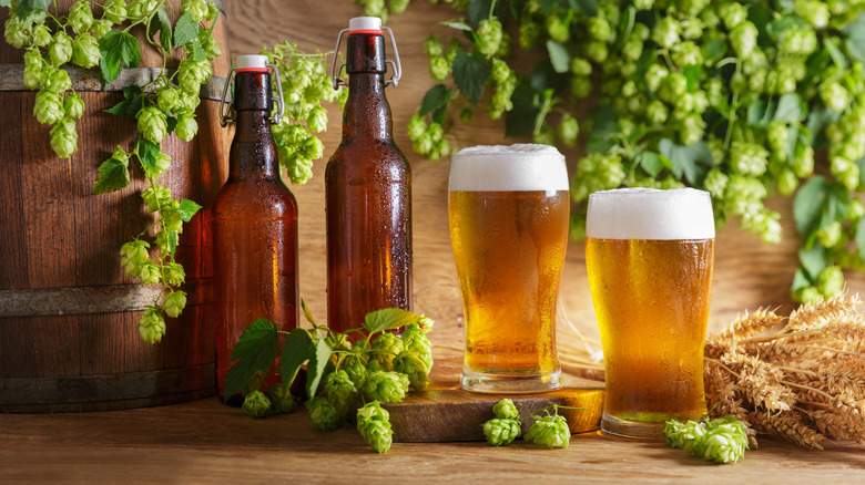 Two bottles and two pints of beer with hops