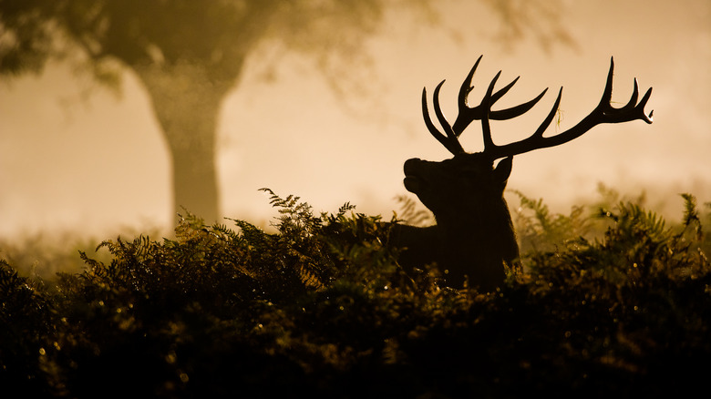 silhouette of a stag in the forest