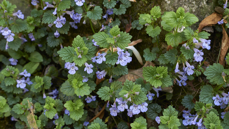Overhead view of flowering stems of ground ivy