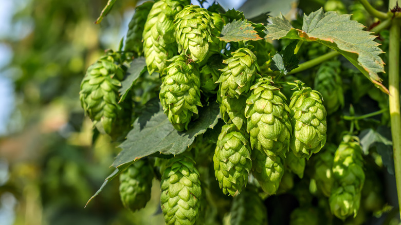 Hop cones growing on the bine