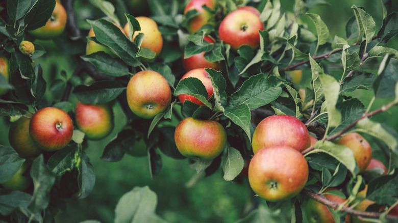 apples growing on a tree