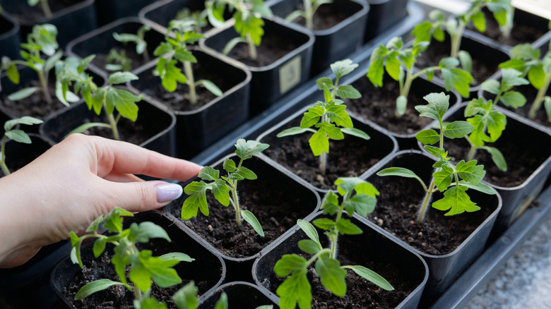 tomato seedlings