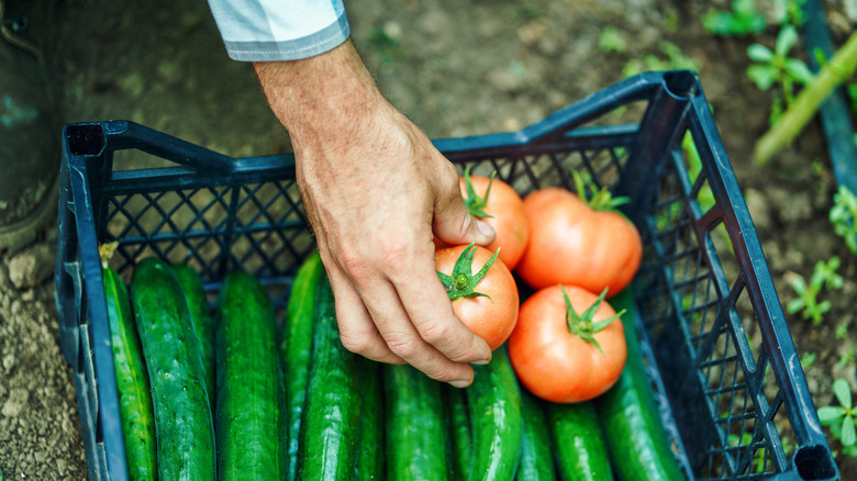 freshly picked zucchini and tomatoes in a basket with a hand reaching in