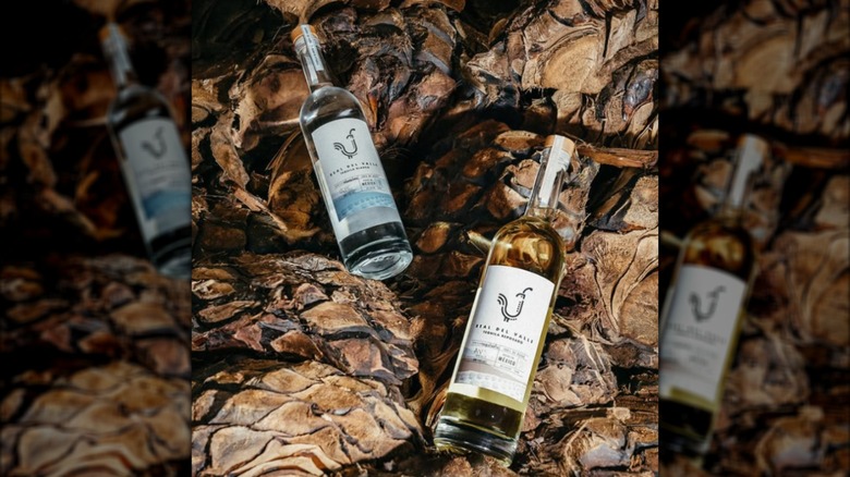 Real Del Valle bottles laying on agave plants