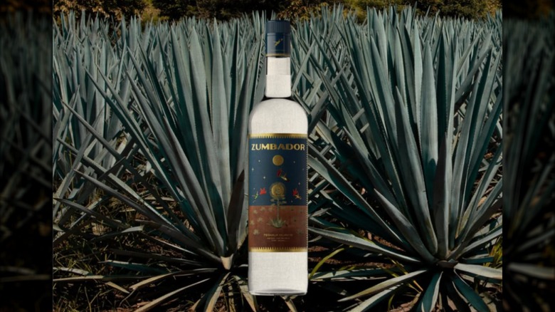 Zumbador Blanco in front of a field of agave