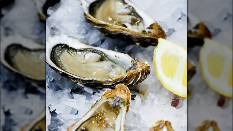 Open oysters on ice
