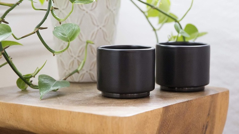 Two Fellow Monty espresso cups shown side by side on a side table, with an indoor plant in the background