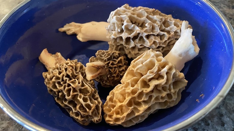 Morel mushrooms in a blue bowl