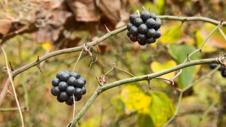Two McLoud blackberries in the wild