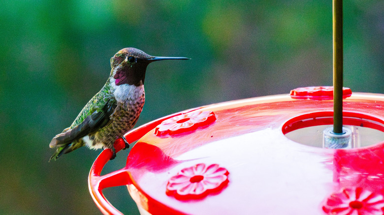 hummingbird sitting on hummingbird feeder