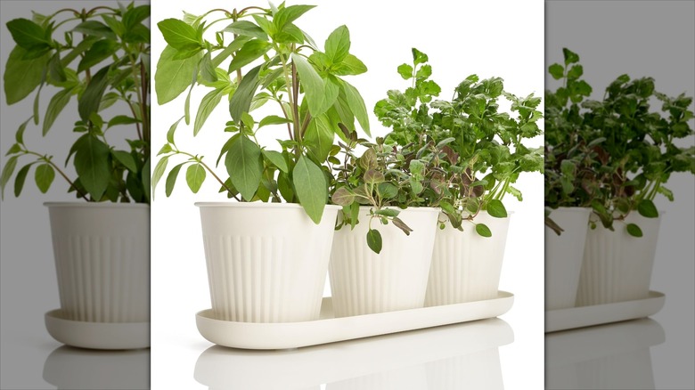 Cream-colored Kibaga Beautiful Herb Garden Planter Indoor Set of 3 with herbs