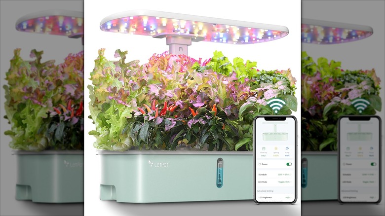 Mint green LetPot LPH-Air Hydroponics Growing System Kit 10 Pods with leafy greens, peppers, and a view of the phone app