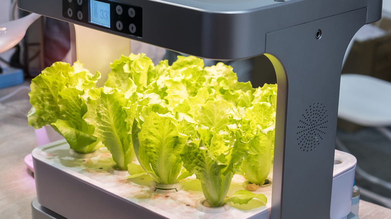 Indoor hydroponics system growing lettuce
