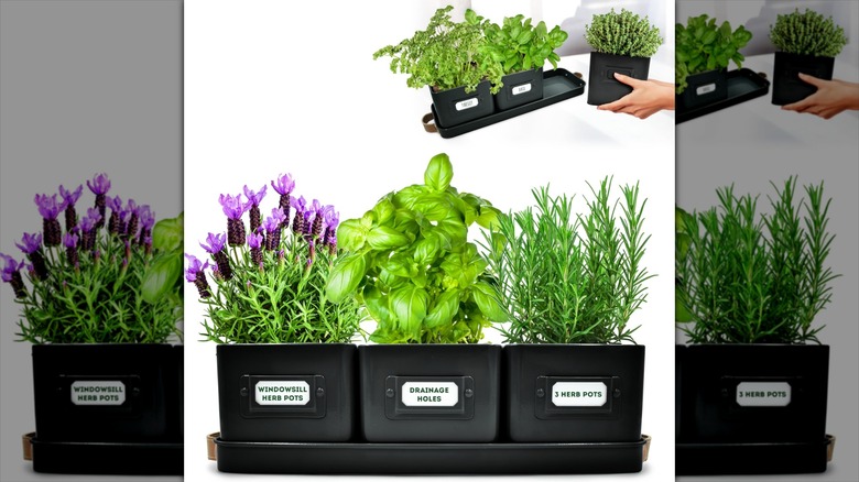 Black Volila Herb Planter Indoor Set of 3 with herbs and demonstration inset