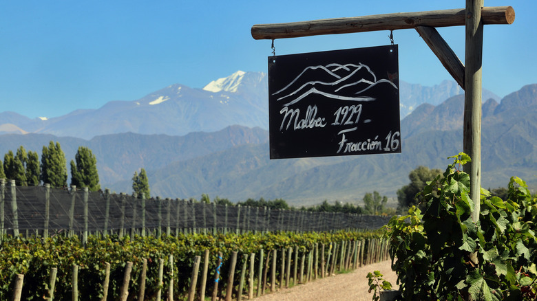 Malbec vineyard with Andes Mountains behind in Argentina