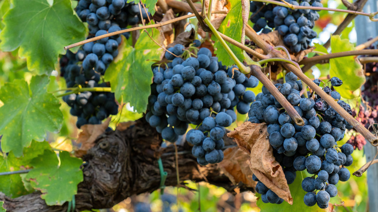 Ripe malbec grapes in a vineyard.