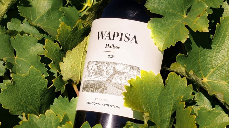 Bottle of Wapisa malbec with malbec leaves surrounding it