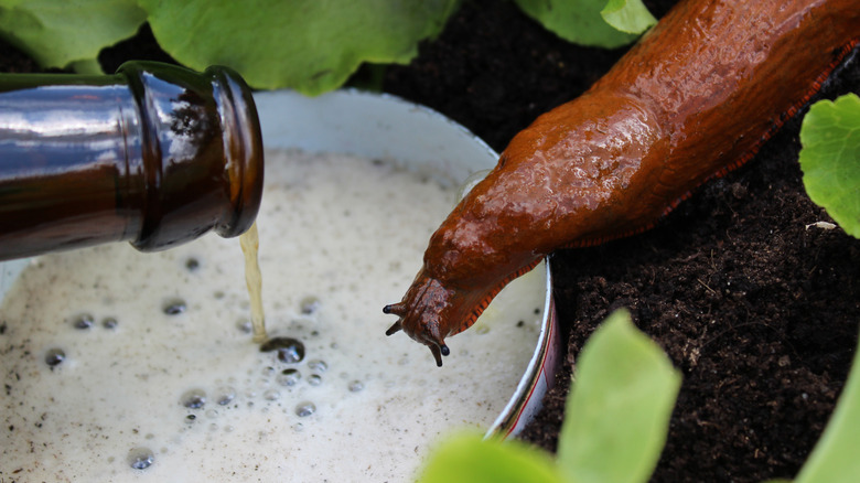 A person pouring beer into a beer trap while a slug approaches