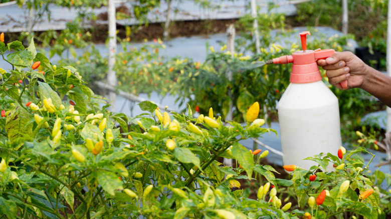 A gardener with a large spray bottle spraying chili plants
