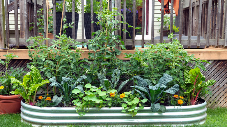 A raised garden bed containing several different plant species