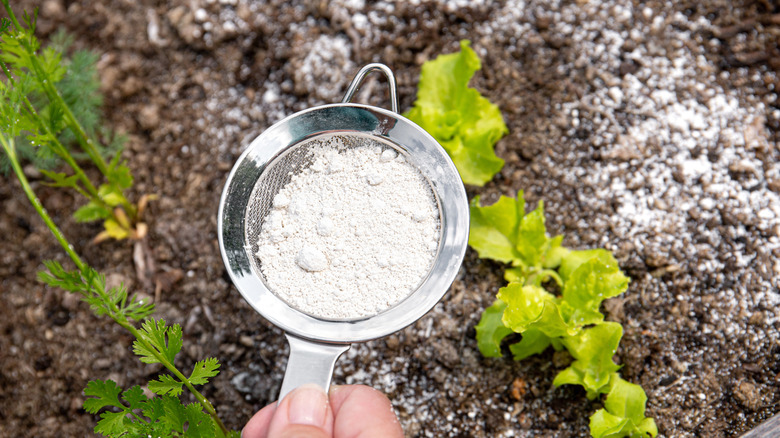 A hand using a sieve to scatter diatomaceous earth over soil and plants