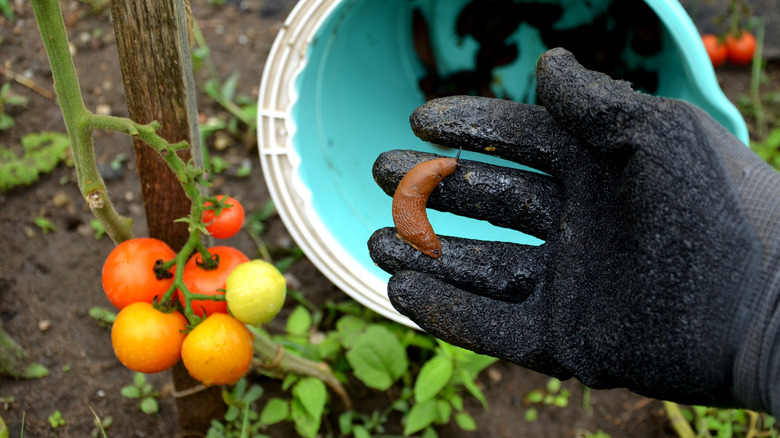 A gloved hand above a bucket holding a slug taken from a tomato plant