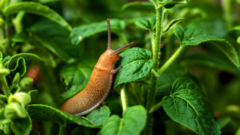 A slug on a plant eating a leaf