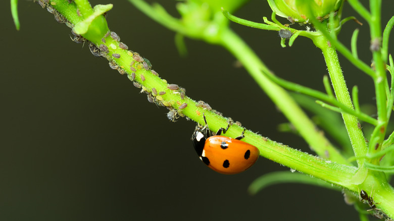 A ladybug eating aphids on the underside of a plant stem