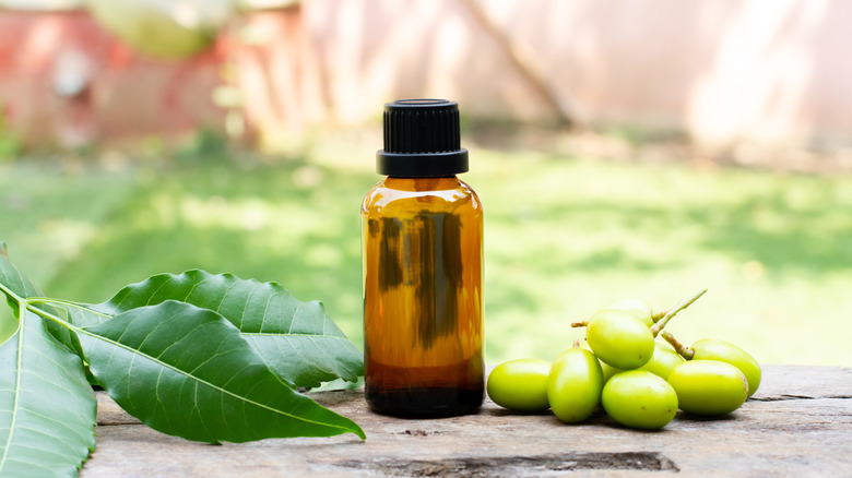 A bottle of neem oil with neem fruit and leaves