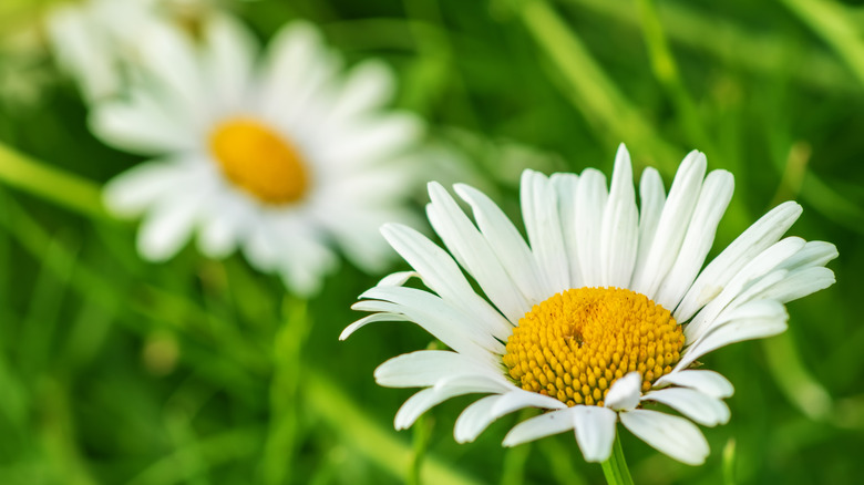 A closeup of a pyrethrum plant flower