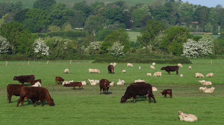 Cattle and sheep grazing on grass in a countryside pasture