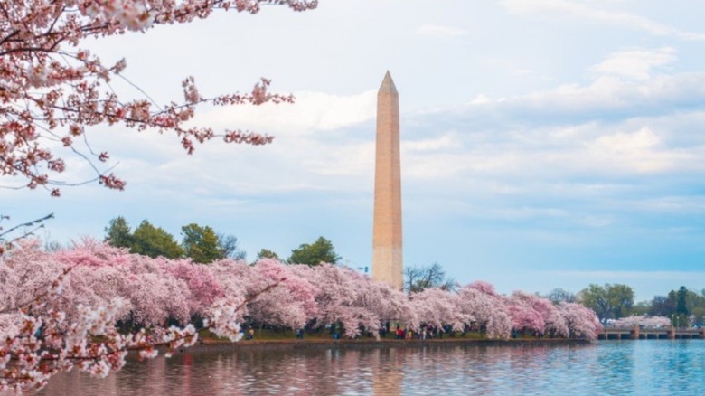 Washington monument and cherry blossoms 