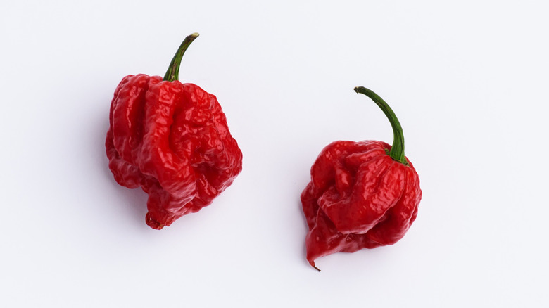 two Carolina Reaper peppers on white background