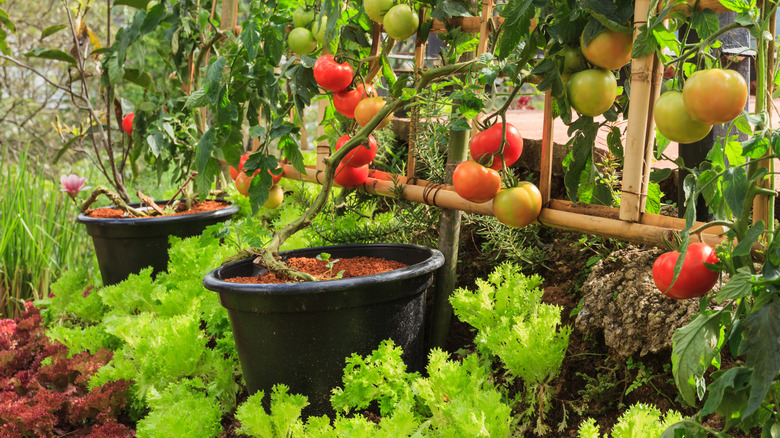 Tomatoes growing in container garden