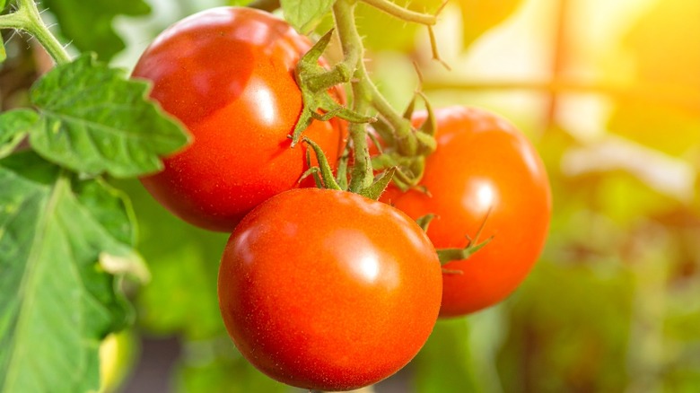 Tomatoes growing in hot sun