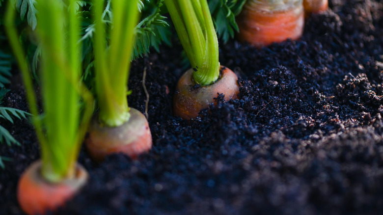 carrots in the ground