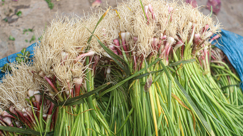 bunches of fresh green garlic