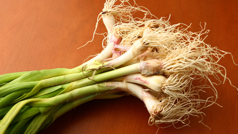 Green garlic roots on a rustic background