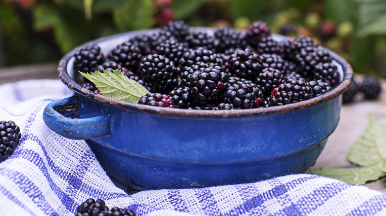 blackberries in a shallow dish