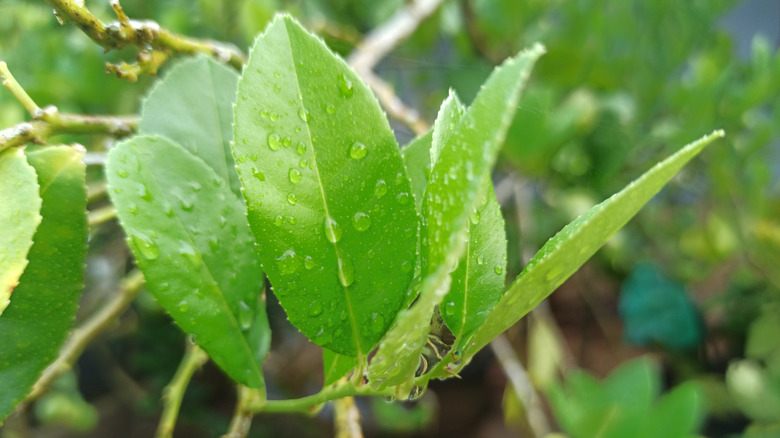 Lemon leaves on tree
