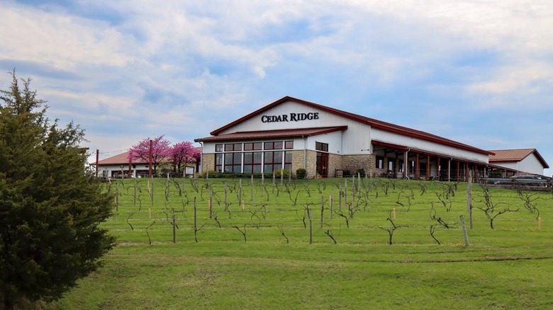 The Cedar Ridge tasting room overlooking growing vineyards.